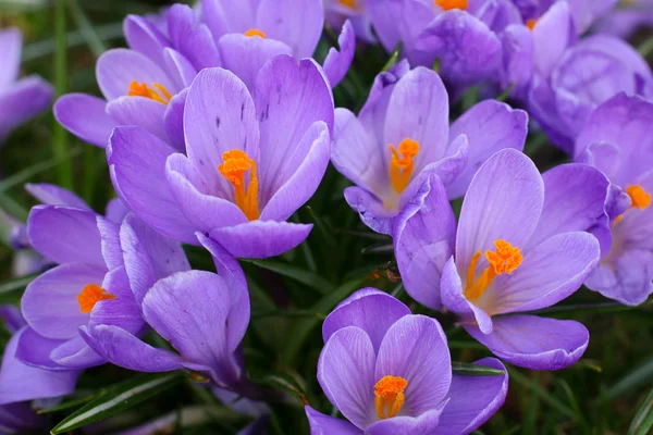 Crocus - one of the first spring flowers — Stock Photo, Image