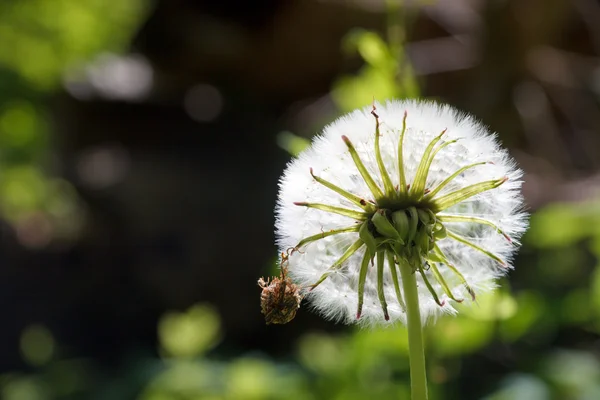 Insecto en un diente de león contra la luz solar — Foto de Stock