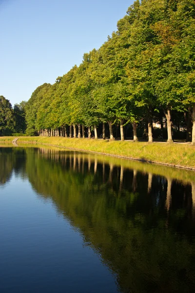 Alley of trees reflection in water — Stock Photo, Image