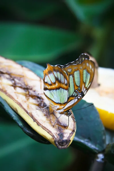 Malachite (Siproeta stelenes) butterfly — Stock Photo, Image