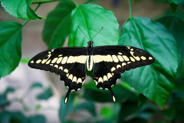 Swallowtail butterfly — Stock Photo, Image