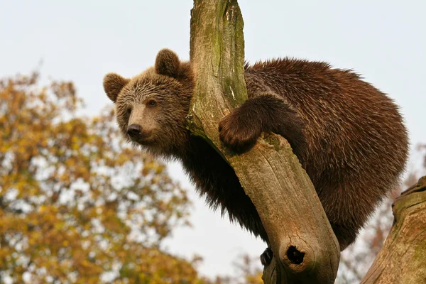 Bruine beer op een boom — Stockfoto