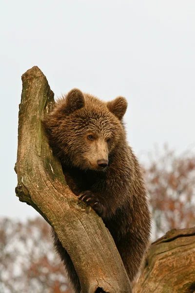 Urso marrom em uma árvore — Fotografia de Stock