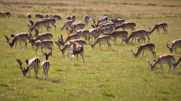 Branco di cervi nel parco Dyrehave — Foto Stock