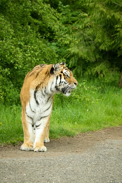 Amur Tiger — Stockfoto