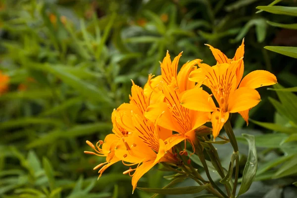 Gele lily bloemen — Stockfoto