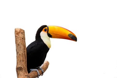 toucan kuş