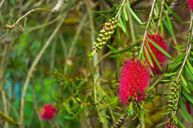 Kırmızı bottlebrush bush