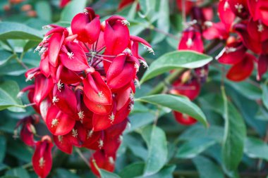 Erythrina crista-galli