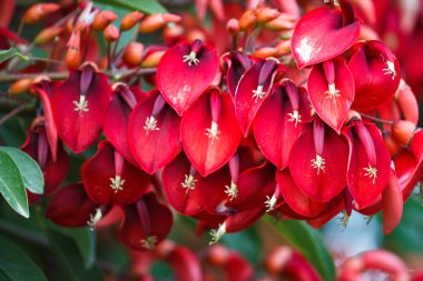 Erythrina crista-galli