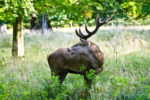 Deer in a forest — Stock Photo, Image