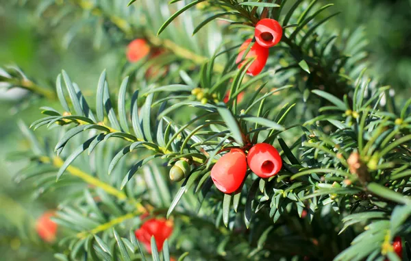 Taxusboom met rood fruit — Stockfoto