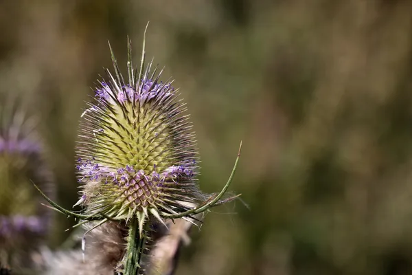 Droge distel — Stockfoto