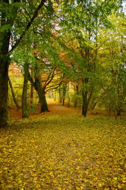 Park 'a düş.
