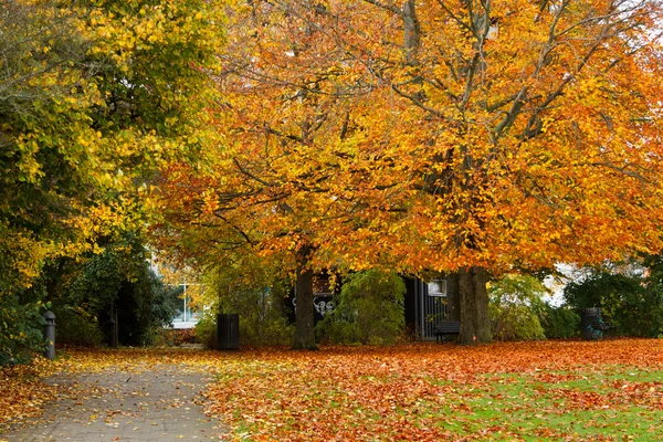 Fall in a park — Stock Photo, Image