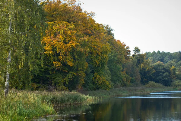 Autumn colloers — Stock Photo, Image