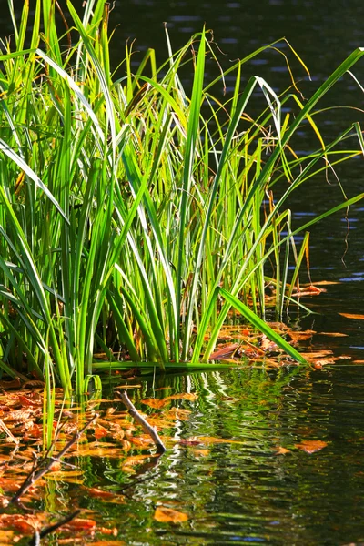 Reeds at the shore of a lake — Stock Photo, Image
