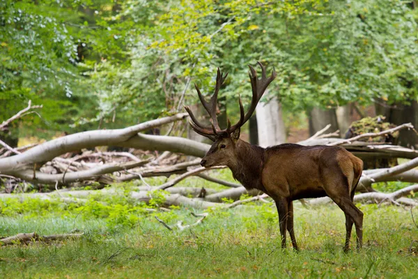 Cervi in una foresta — Foto Stock