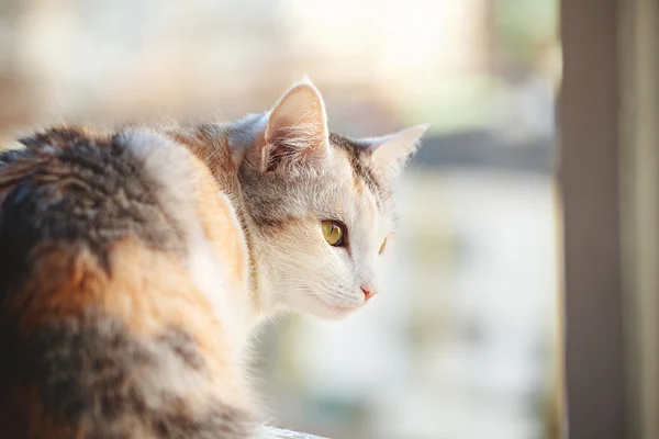 Güzel kedi Close-Up — Stok fotoğraf
