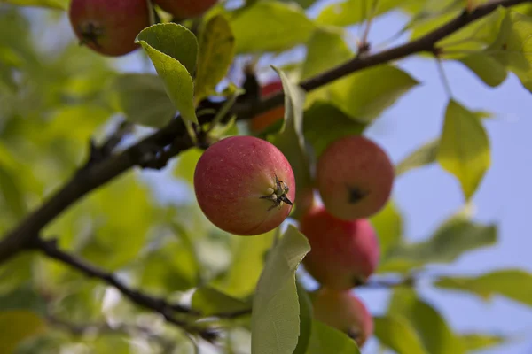 Manzanas cuelgan juntas en las ramas verdes del árbol —  Fotos de Stock