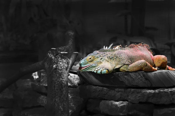 Iguana se siente bien en la celda del zoológico —  Fotos de Stock