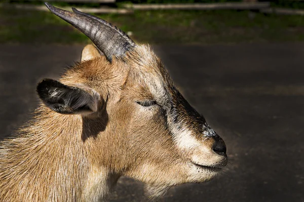 A cabra põe-se em asfalto e fecha olhos — Fotografia de Stock