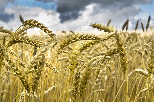 Gyllene fältet mogen råg tillåta skörd — Stockfoto