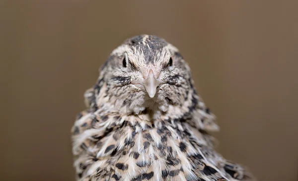 Quail looking at camera with keen interest — Stock Photo, Image