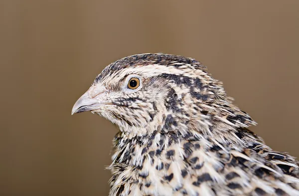 Young quail head is photographed from left — Stock Photo, Image