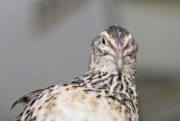 Wachtelblick wird auf Kamerablitz gerichtet — Stockfoto