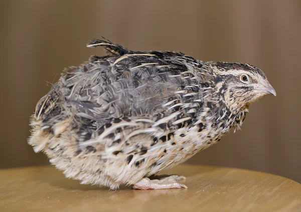 Quail head is placed at table top — Stock Photo, Image