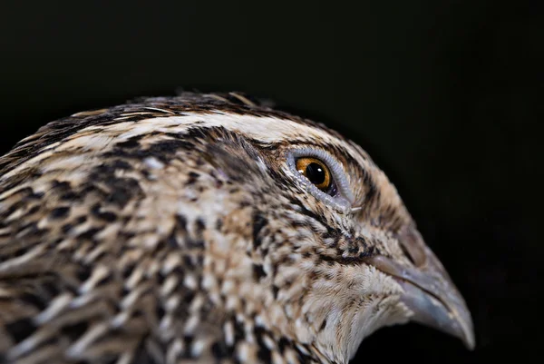 Křepelka hlava má kolo a ostré oči — Stock fotografie