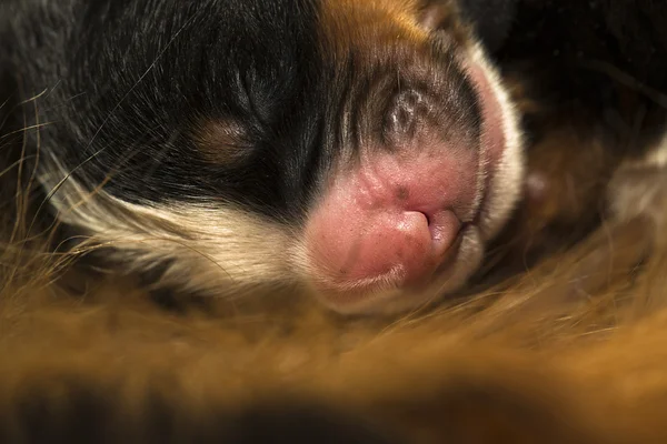 Cub υπόλοιπο μετά το τάισμα σε βαθιά όνειρο — Φωτογραφία Αρχείου