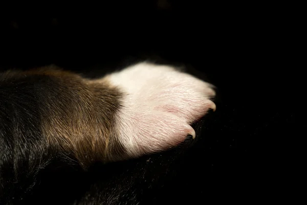 Cub paw placed on mother black fur — Stock Photo, Image