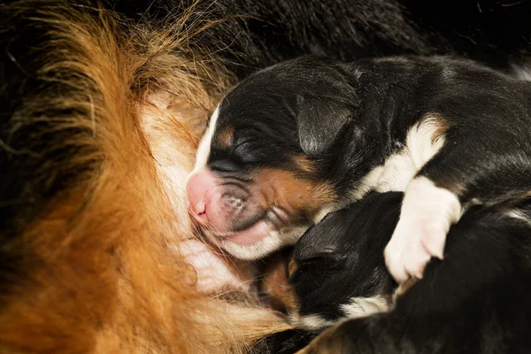 Cub durmiendo sueño asegurado con su familia — Foto de Stock