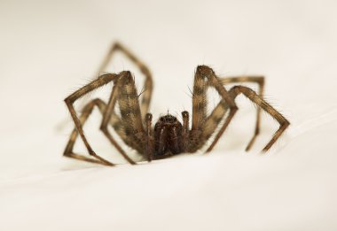 örümcek avcılık sonra av beyaz kapak