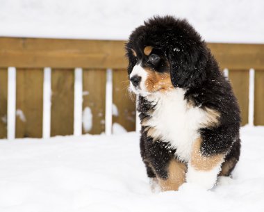 bernese dağ köpeği kukla onun şansı bekliyor