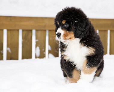 Bernese mountain dog puppet waiting his chance clipart