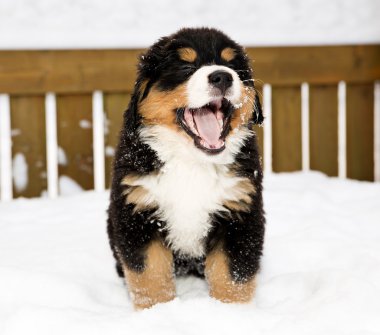 Bernese dağ köpeği kukla yaygın yawing