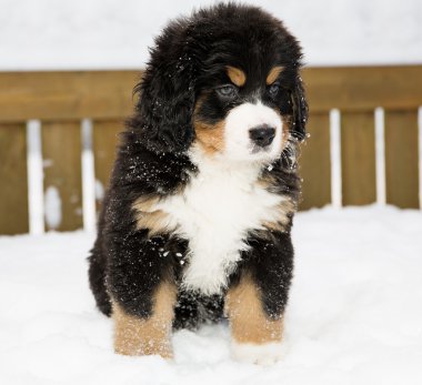 Bernese mountain dog puppet patience is down clipart