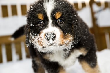 Bernese dağ köpeği kukla kamera koklama