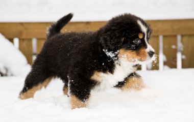 bernese dağ köpeği kukla kar üzerinden çalıştırmak