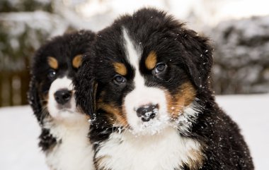 Bernese mountain dog puppest looking at camera clipart
