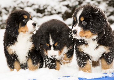 köpek puppest halfly karlı ve ıslak