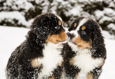 Bernese dağ köpeği kuklalar birbirlerinin sniff