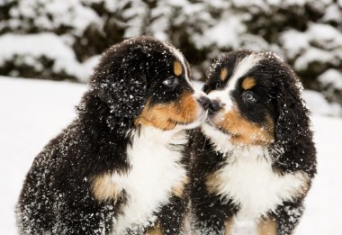Bernese mountain dog puppets sniff each others clipart