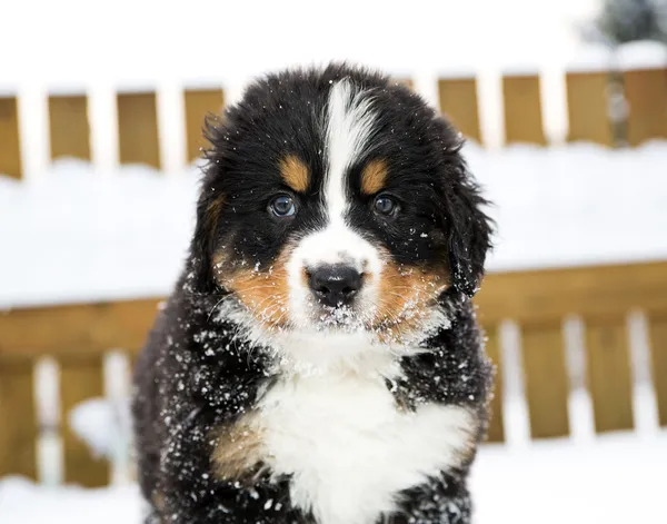 Mountain dog puppet look staightly at camera — Stock Photo, Image