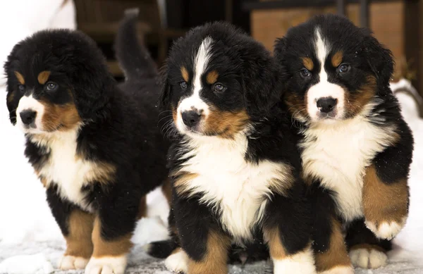 Mountain dog puppets watching seriously after movement — Stock Photo, Image