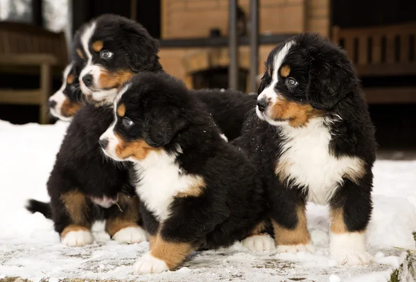 Dağ köpeği kuklalar oyuna katılmak için hazır — Stok fotoğraf