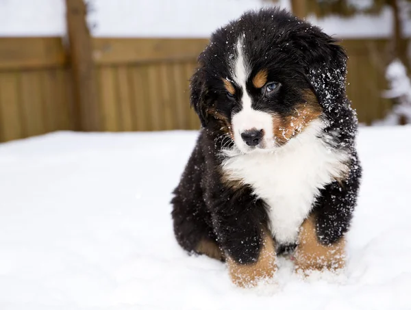 Bernese boneco cão de montanha está olhando com cuidado — Fotografia de Stock